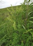 Artemisia gmelinii