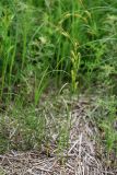 Carex atherodes