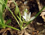 Ornithogalum sintenisii