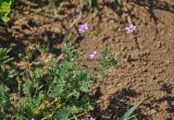 Erodium cicutarium