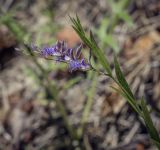 Polygala sibirica. Верхушка цветущего растения. Пермский край, Кунгурский р-н, окр. с. Филипповка, гора Ледяная, крутой слабо задернованный склон. 06.06.2021.