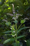 Mentha longifolia. Верхушка цветущего побега. Республика Адыгея, Майкопский р-н, ок. 4,5 км к северу от с. Хамышки, Гранитный каньон р. Белая, устье руч. Сашкова, под мостом на валунах берегоукрепления. 31.07.2022.