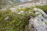 Salix caucasica. Плодоносящее растение. Карачаево-Черкесия, Урупский р-н, Кавказский биосферный заповедник, Имеретинские озёра, у ручья, вытекающего из оз. Географов, ≈ 2700 м н.у.м., альпийский луг. 27.07.2022.