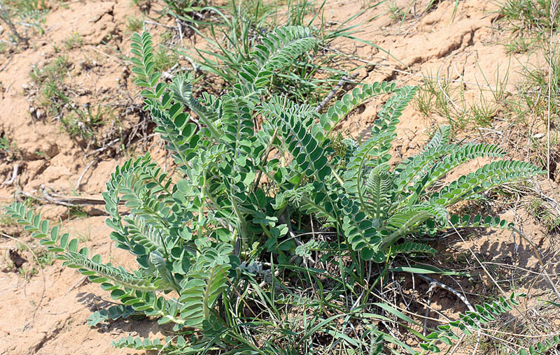 Image of Astragalus vulpinus specimen.