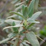 Phlomis lycia