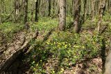 Ranunculus cassubicus. Аспект цветущих растений в широколиственном лесу. Санкт-Петербург, Дудергофские высоты, склон южной экспозиции. 12.05.2023.