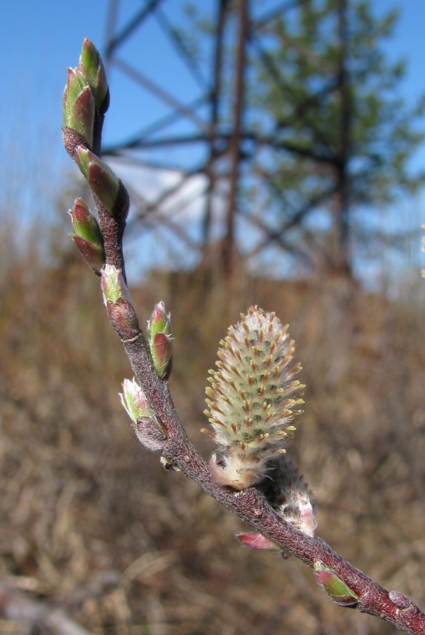 Изображение особи Salix lapponum.