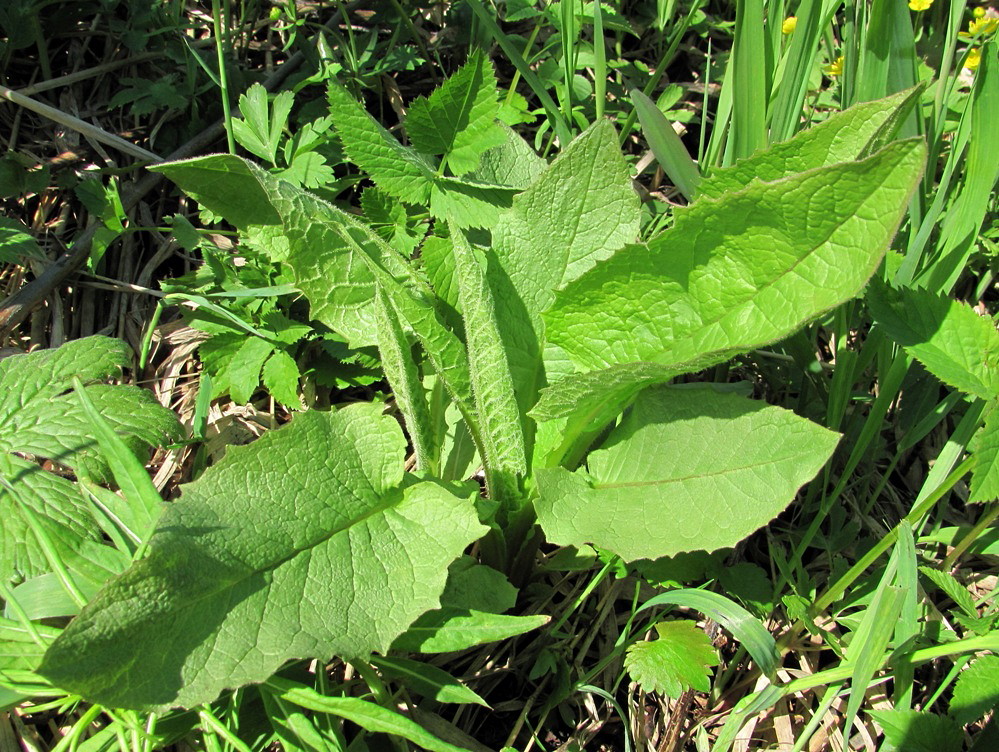 Изображение особи Crepis sibirica.