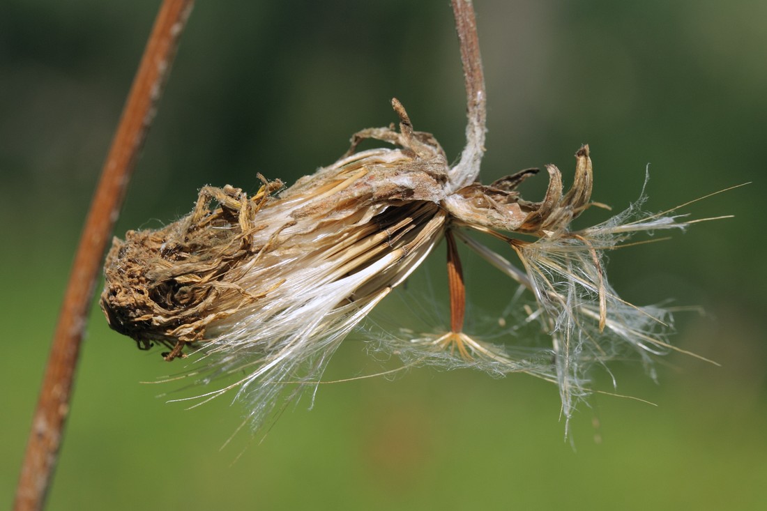 Изображение особи Scorzonera humilis.