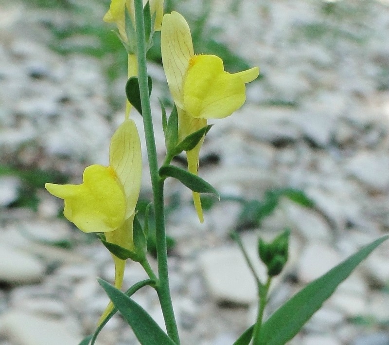 Изображение особи Linaria syspirensis.