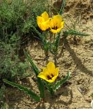 Tulipa borszczowii. Цветущее растение. Казахстан, Кызылординская область, окр. г. Аральск, песчаная пустыня. 26.04.2011.