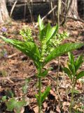 Mercurialis perennis