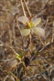 Lonicera etrusca