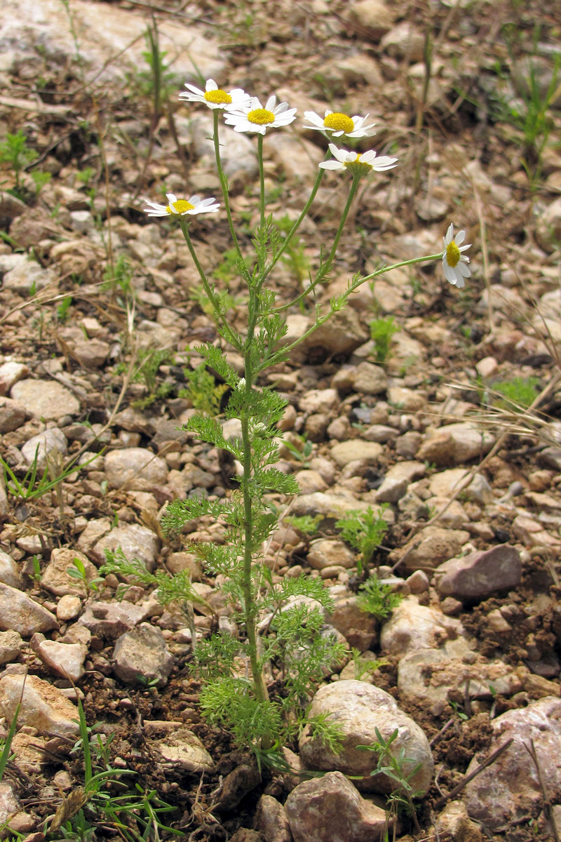 Изображение особи Anthemis cotula.