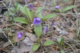 Viola gmeliniana