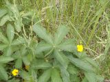 Potentilla chrysantha