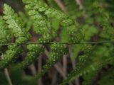 Dryopteris chinensis