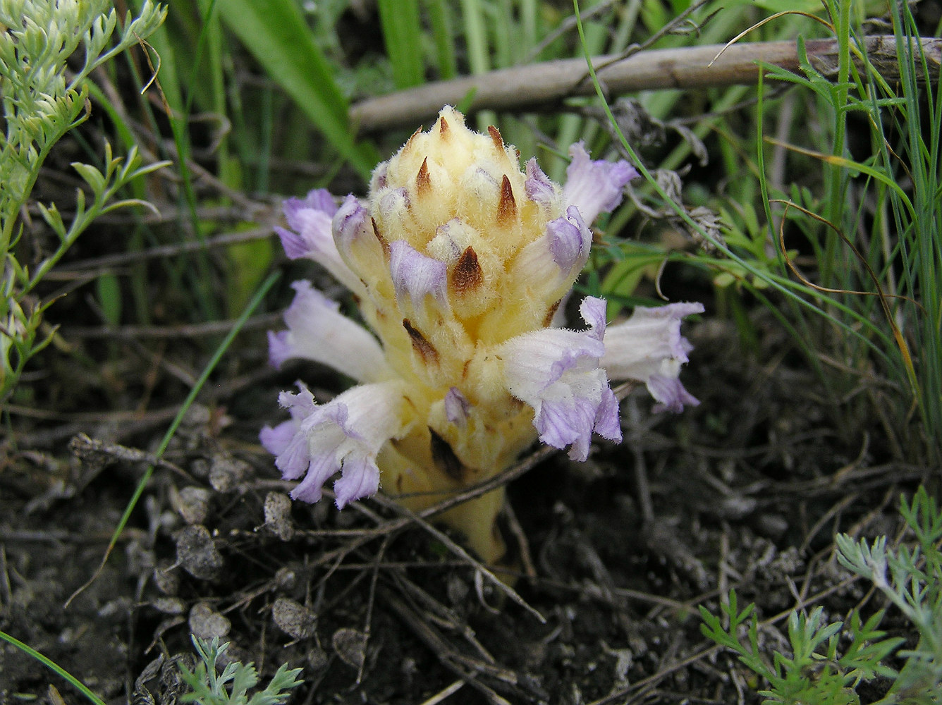 Image of Phelipanche arenaria specimen.