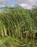 Typha angustifolia