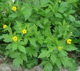 Geum aleppicum. Цветущее растение. Иркутск, территория курорта Ангара. 21.06.2012.