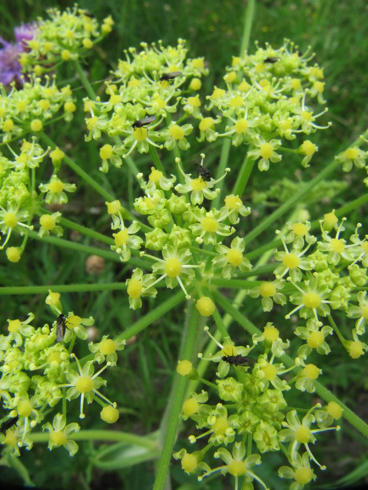 Изображение особи Heracleum sibiricum.