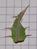 Blepharis attenuata