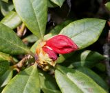 Rhododendron forrestii. Верхушка побега с распускающимся бутоном ('Baden Baden'). Германия, г. Дюссельдорф, Ботанический сад университета. 04.05.2014.