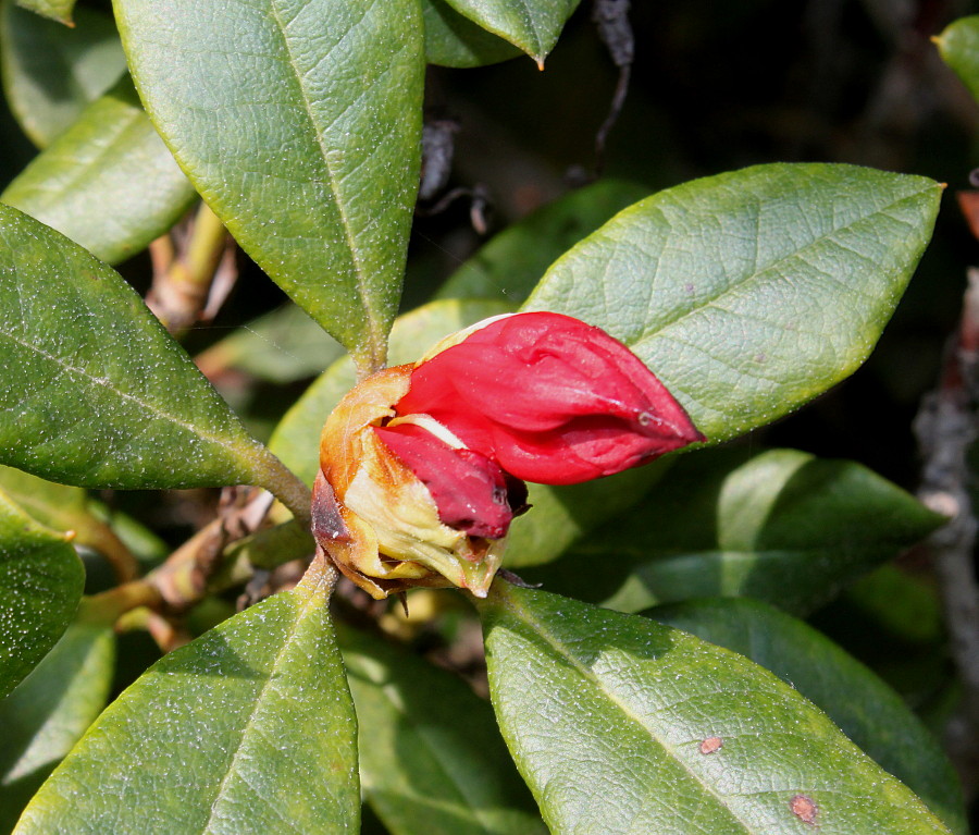 Изображение особи Rhododendron forrestii.