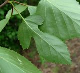 Betula pubescens