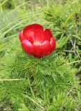 Paeonia tenuifolia. Цветущее растение. Черноморское побережье Кавказа, Новороссийский р-н, Маркотхский хребет, Мефодиевский перевал, горная степь. 4 мая 2014 г.