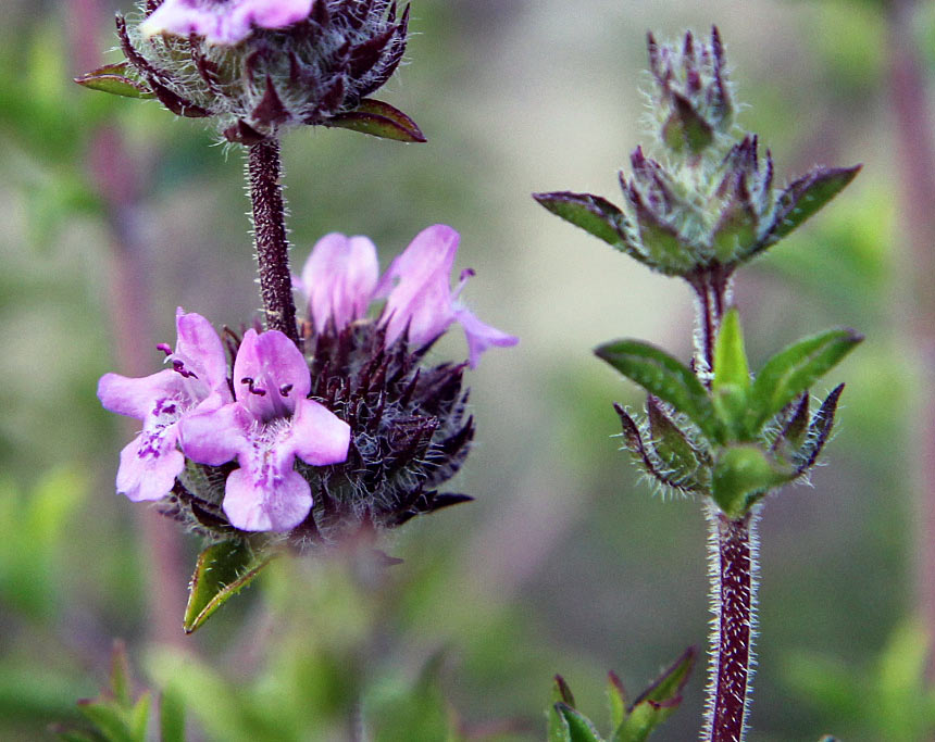 Изображение особи Thymus comptus.