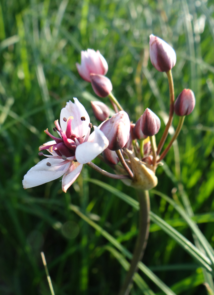 Изображение особи Butomus umbellatus.