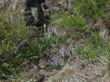 Iris glaucescens. Цветущие растения на каменистом склоне среди кустарников. Мугоджары, южный склон, 23.04.2006.