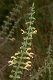 Salvia glutinosa. Верхушка цветущего растения. Украина, Закарпатская обл., Свалявский р-н, луг возле с. Солочин. 23 августа 2015 г.