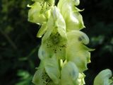 Aconitum nemorosum