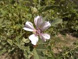 Althaea armeniaca