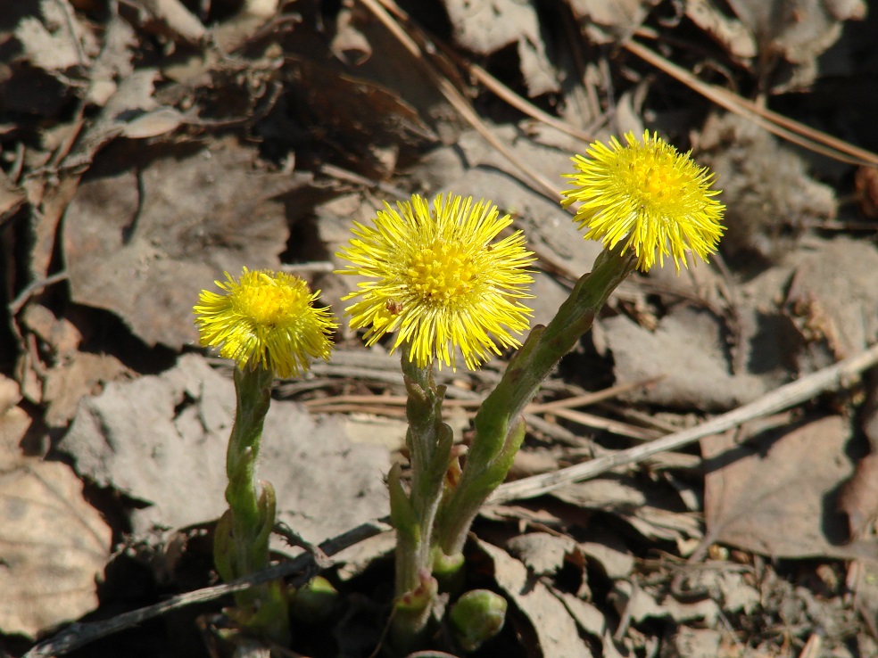 Изображение особи Tussilago farfara.