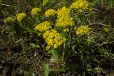 Euphorbia cyparissias. Группа цветущих растений. Новгородская обл., г. Боровичи, луг у оз. Сушанское. 11.05.2015.