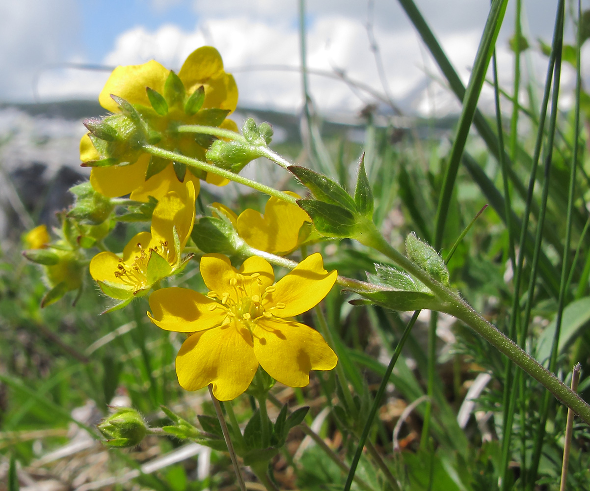 Изображение особи Potentilla crantzii.