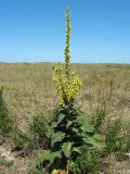 Verbascum densiflorum