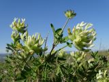 Astragalus xanthotrichos