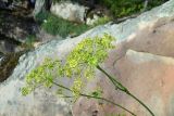 Peucedanum longifolium. Соцветия. Республика Адыгея, Майкопский р-н, ок. 1 км севернее пос. Хамышки, южный склон горы Монах, выс. ок. 1000 м н.у.м., на скале. 21.08.2016.