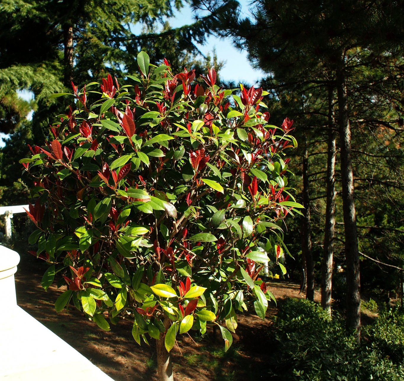 Изображение особи Photinia &times; fraseri.