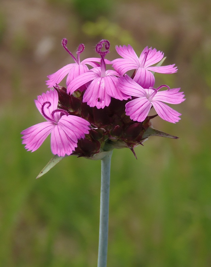 Изображение особи Dianthus andrzejowskianus.