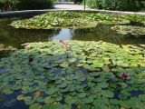 genus Nymphaea