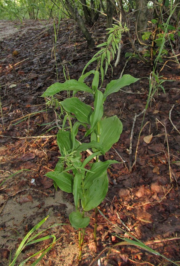 Изображение особи Epipactis helleborine.