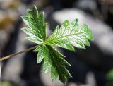 Potentilla arenosa