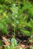 Platanthera &times; mixta