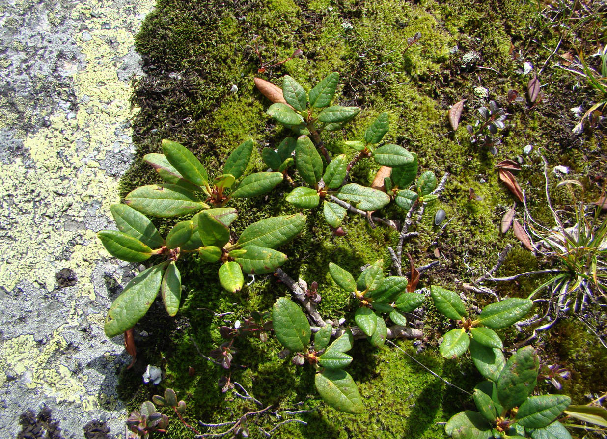 Изображение особи Rhododendron aureum.