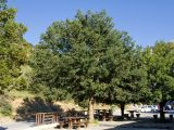 Zelkova abelicea